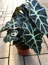 Pfeilblatt "Alocasia amazonica Polly" Blattschmuckpflanze Elefantenohr Aronstab