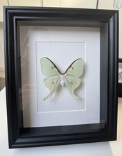 Echte Luna Mond Motte Im