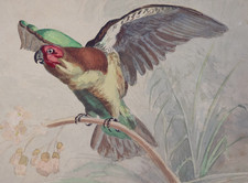 Hedwig Greve (von Lepel-Gnitz) Aquarell Papagei von Schuljahr 1898 (058)