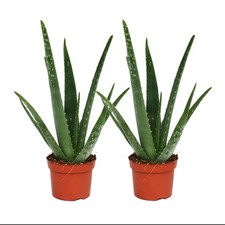 Exotenherz - 2er Set - Aloe