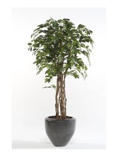 artplants Ficus Benjamini