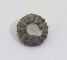 Seeigel, Gauthieria sp