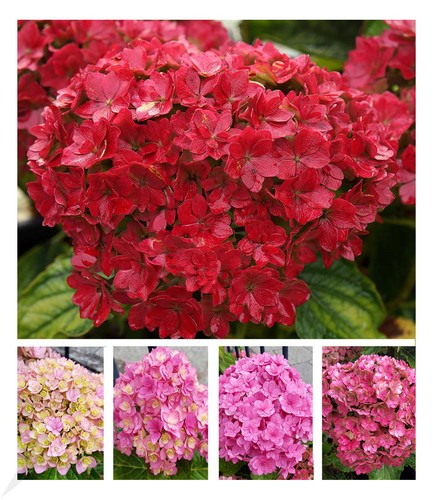 Stufen hortensie - 5-stufen,