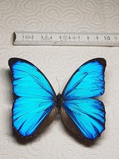 Morpho Menelaus Männchen