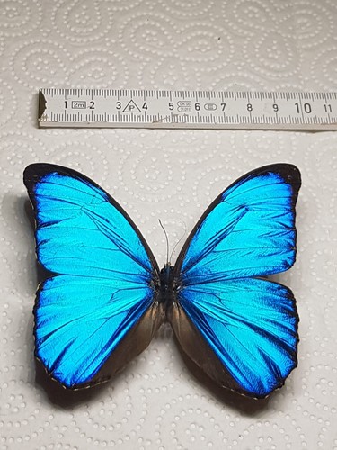 Morpho menelaus männchen - morpho,