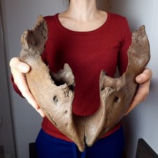 Junger Wollhaarmammut MAMMOTH Jaw Unterkiefer Knochen Fossil Schädel Kiefer 