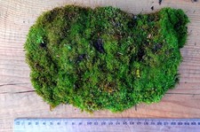 XL Moosfläche ca. 25 cm 🌿