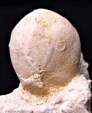 SEEIGEL Echinolampas