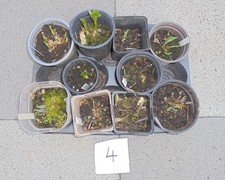 Hosta-Konvolut 4 (Funkie) 10