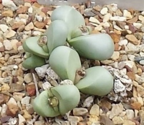 Argyroderma ctateriforme - , 25