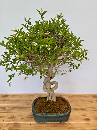 Bonsai liguster laub abwerfend - bonsai,