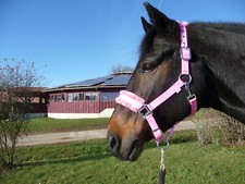 *Halfter NEU Rosa, 2 fach