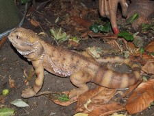 Bartagame Figur Gartenfigur Echse Reptil