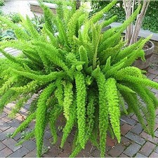 10 Samen Asparagus densiflorus