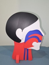 Kopfschnittmodell  Adult Erste