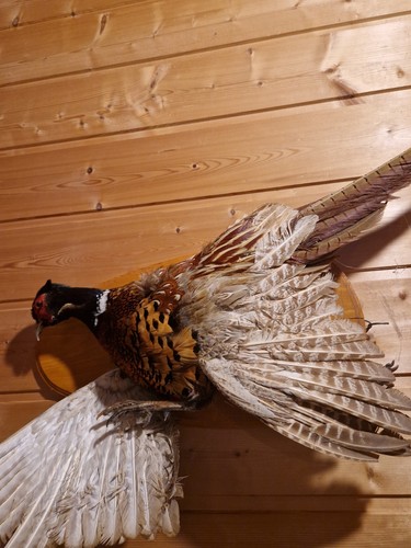 Echtes tierpräparat ringfasan - echtes,
