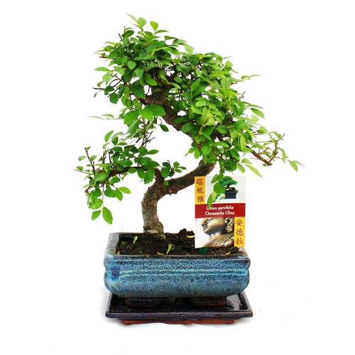 Exotenherz bonsai - exotenherz,