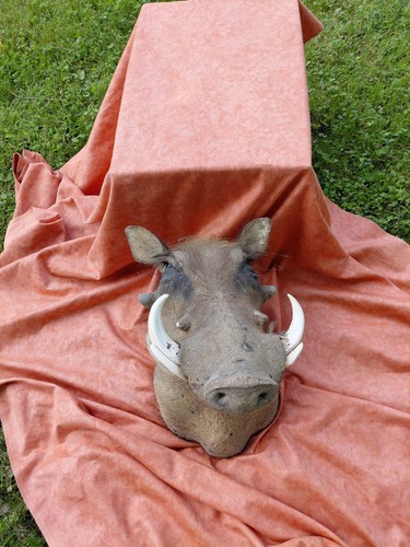 Warzenschwein keiler - warzenschwein,