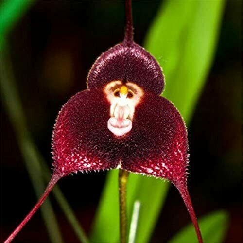 Samen orchidee form - 10,