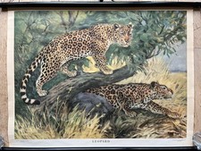 Alte Lehrtafel- Leopard