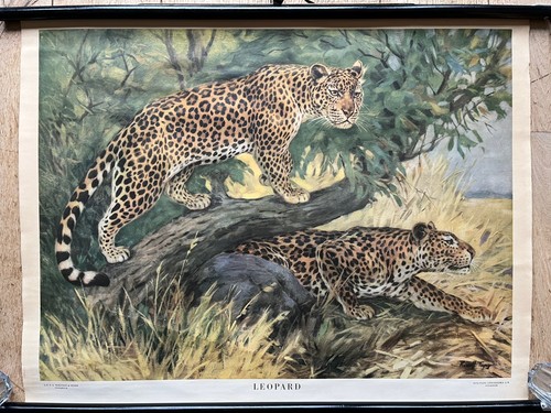 Alte lehrtafel leopard - alte, lehrtafel-