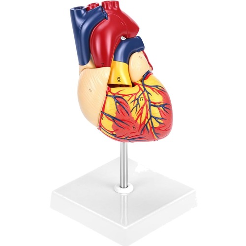 Anatomisches herzmodell - anatomisches,