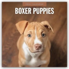 Boxer Puppies - Deutsche Boxer