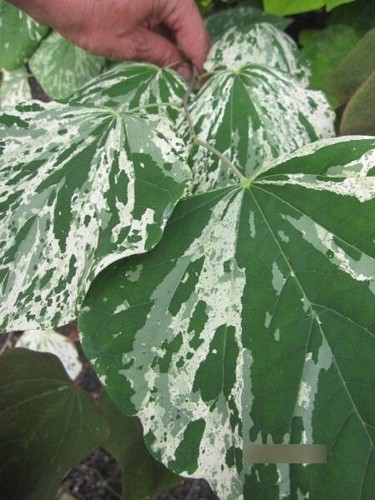 Cercis canadensis alley - canadensis,