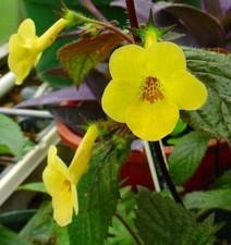 Achimenes Imported Flower
