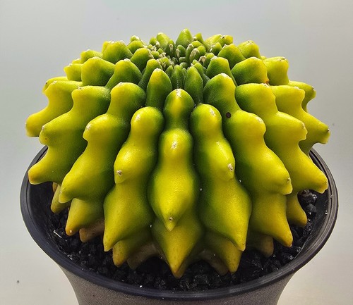 Sehr schöner gymnocalycium - schöner,