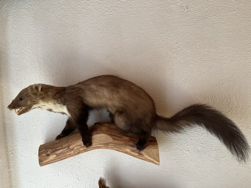 Tierpräparat ausgestopfter