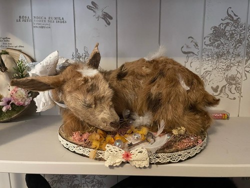 Ziege präparat taxidermie mit - ziege,