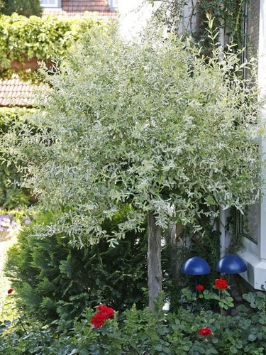 Purpur weide nana - 'nana', auf
