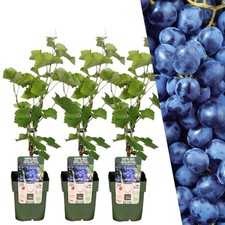 Weintrauben pflanzen bio 3 - pflanzen, |