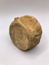 Fossiler Plesiosaurier Wirbel