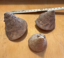 Fossile Schnecken aus einer