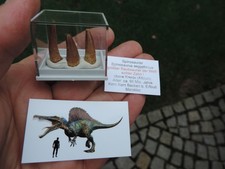 schöne Zähne vom Spinosaurus aegyptiacus aus Marokko