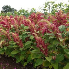 Amarant amaranth rio - amarant, san