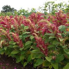 Amarant Amaranth Rio San Lorenzo 200+ Samen - Seeds - Saatgut - Graines Am 060