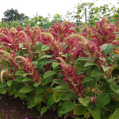 Amarant amaranth rio san - amaranth,