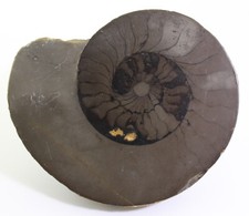 Ceratit ceratites trias - sp.,,