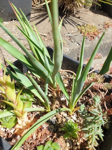 Yucca hybride mw10 - mw10-2018, y