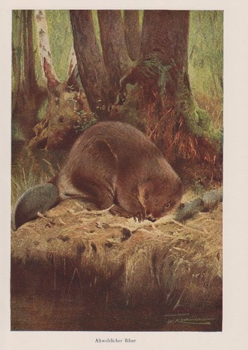 Biber castoridae - biber,