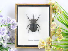 Eupatorus birmanicus - Birma