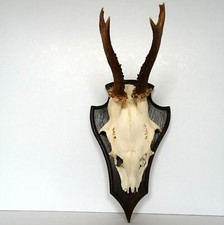 Rehbock Gehörn Geweih