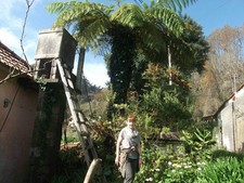 Riesenfarn.. Antarktischer Baumfarn.. winterhart .. für den Garten ..  Zierbäume