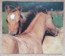 1 Pferdebild, Poster, Pferdefoto, Pferde 