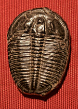 Trilobit Fossil aus Marokko