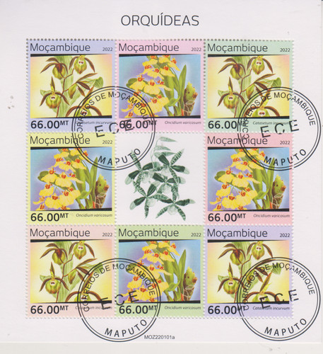 Blumen orchideen mosambik - blumen,