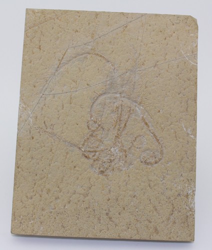 Crinoide comaturella pinnata - comaturella,